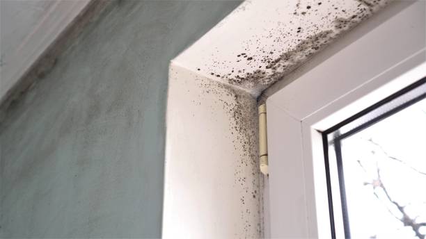 Trusted Burlingame, CA Mold Remediation Experts